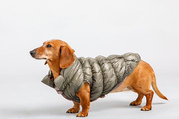 Image showing adorable small dog Dachshund with winter cloth