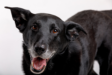 Image showing friendly and adorable crossbreed dog