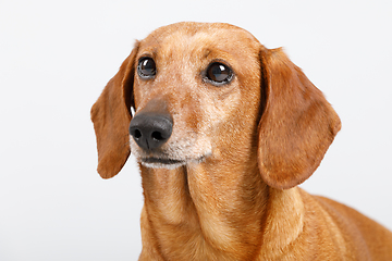 Image showing adorable small dog Dachshund