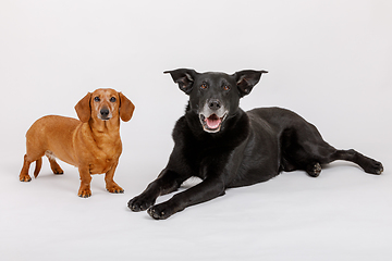 Image showing crossbreed dog and Dachshund, best friends