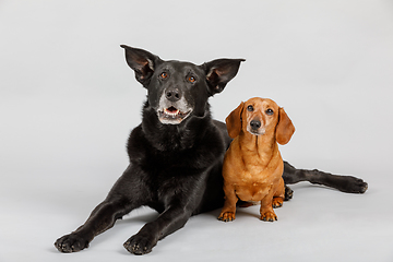 Image showing crossbreed dog and Dachshund, best friends