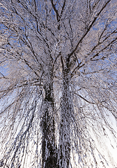 Image showing branches of birch