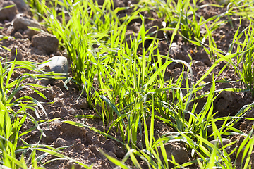 Image showing fresh green rye