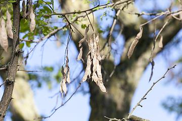 Image showing old dry pods