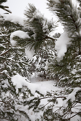 Image showing spruce in winter,