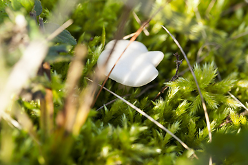 Image showing white mushroom