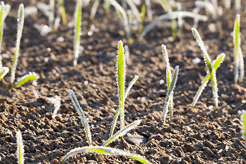 Image showing sprouts of barley