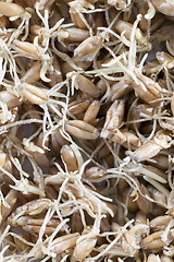 Image showing spoiled crop of wheat