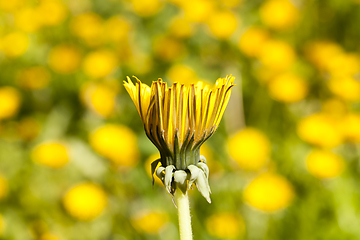 Image showing closed bud of dandelion