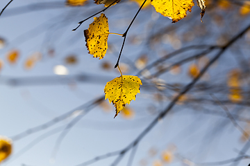 Image showing yellow birch leaves