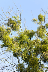 Image showing parasitic mistletoe