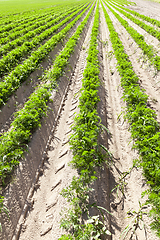 Image showing long rows of carrots