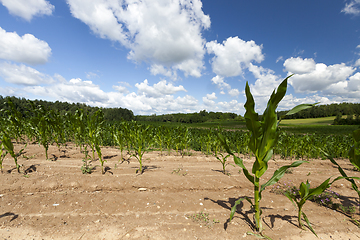 Image showing yellow soil