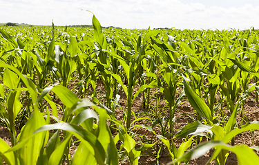 Image showing green corn