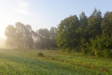 Image showing mixed forest