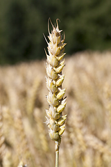 Image showing one ear of wheat