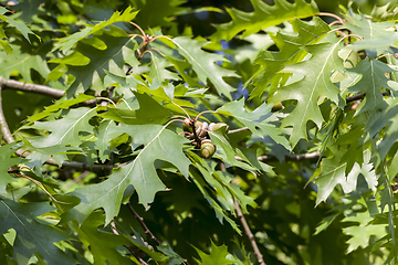 Image showing green oak nuts