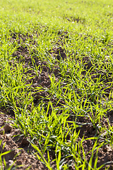 Image showing young green wheat