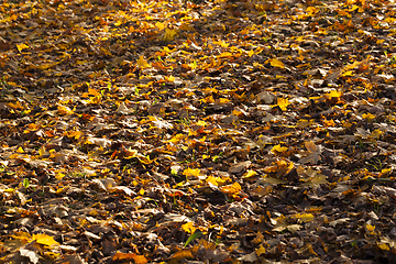 Image showing orange foliage of maple