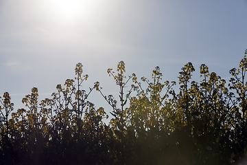 Image showing flowering rapeseed