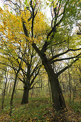 Image showing deciduous tree