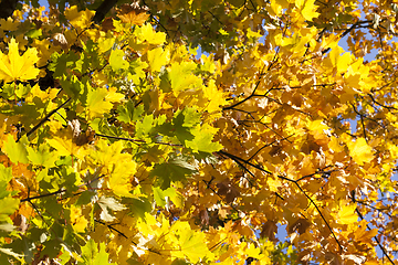 Image showing maple foliage