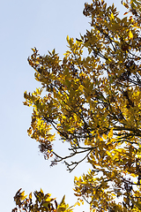 Image showing one side of ash tree