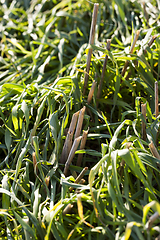 Image showing wheat stubble