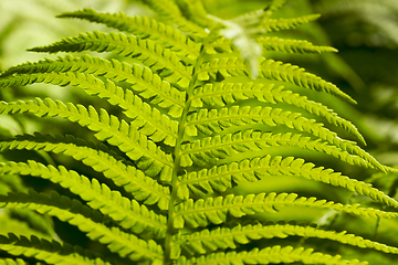 Image showing green young fern