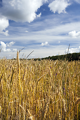 Image showing ripe rye field