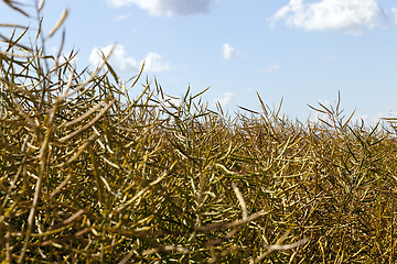 Image showing ripe dry rapeseed