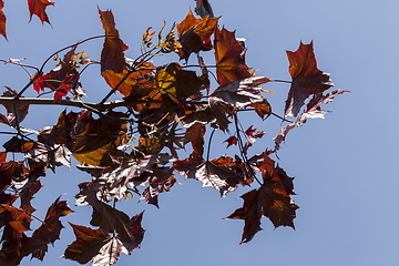 Image showing red foliage maple