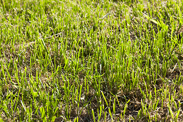 Image showing green mown grass