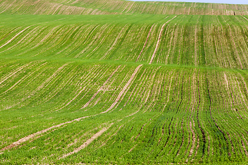 Image showing hilly wavy field