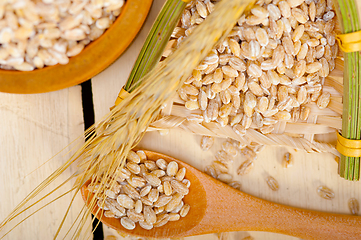 Image showing organic barley grains