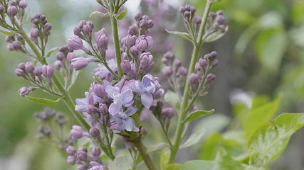 Image showing Spring branch of blossoming lilac.