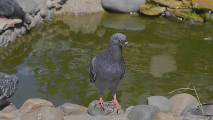 Image showing Beautiful pigeon sitting near the water fountain