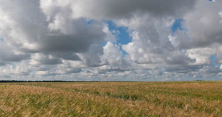 Image showing landscape of wheat field at harvest