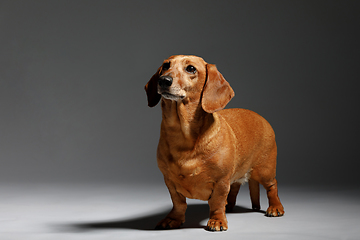 Image showing adorable small dog Dachshund