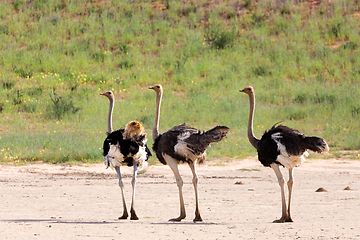 Image showing Ostrich, in Kalahari,South Africa wildlife safari