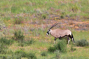 Image showing Gemsbok, Oryx gazella in Kalahari