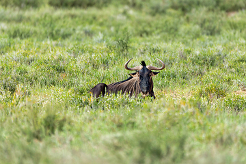 Image showing Blue Wildebeest in Kalahari, South Africa