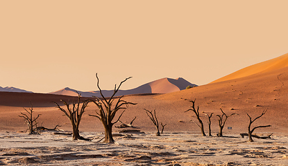 Image showing Dead Vlei landscape in Sossusvlei, Namibia