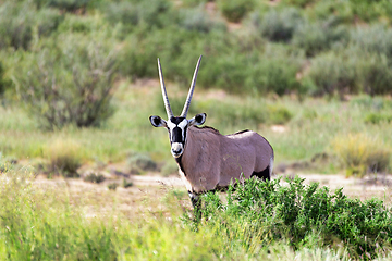 Image showing Gemsbok, Oryx gazella in Kalahari