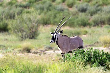 Image showing Gemsbok, Oryx gazella in Kalahari