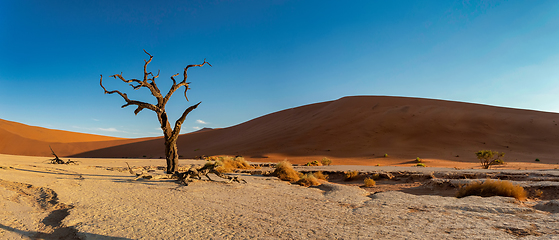 Image showing Dead Vlei landscape in Sossusvlei, Namibia