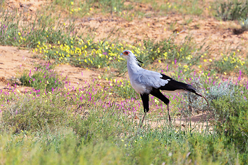 Image showing Secretary bird Kalahari Transfrontier Park, South Africa