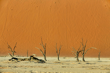 Image showing Dead Vlei landscape in Sossusvlei, Namibia