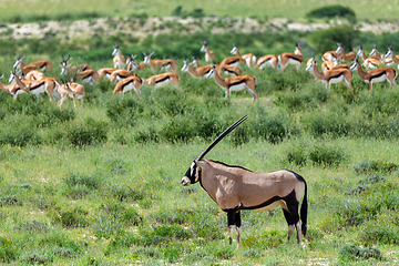 Image showing Gemsbok, Oryx gazella in Kalahari