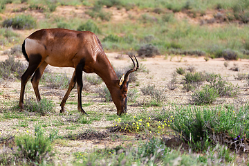 Image showing Red Hartebeest in Kalahari South Africa